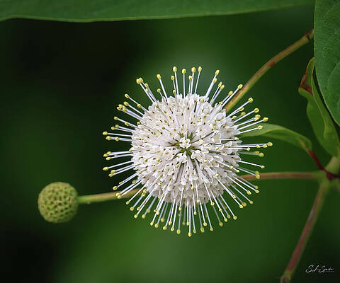 Nature Wall Art featuring the photograph Buttonbush by Steven Sparks
