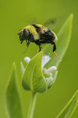 Wild Photograph - Buzz Buzz by Mike Lee