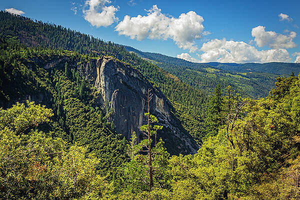 Tree Photograph - Bystander by David Fountain