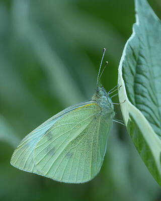 Butterfly Resting on Leaf Wall Art