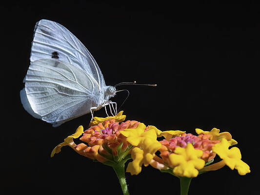 Beautiful Photograph - Cabbage White Macro by Gina Fitzhugh