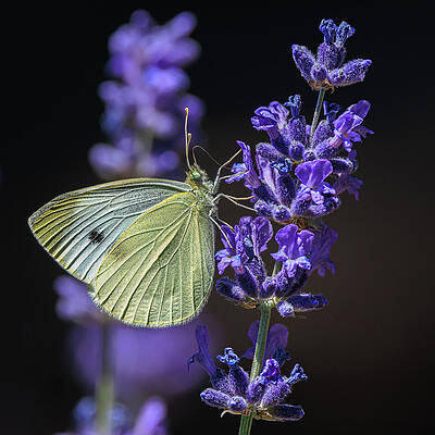Flower Photograph - Cabbage White On Lavender by Tim Lyden