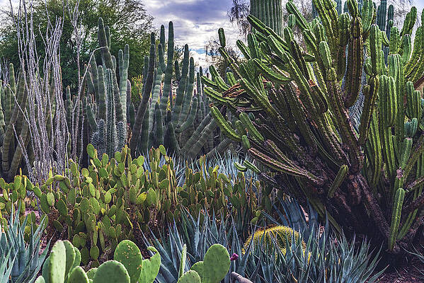Beautiful Photograph - Cacti Garden, Arizona by Abbie Warnock