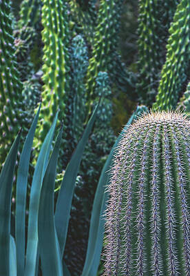 Wall Art featuring the photograph Cacti Textures, Arizona by Abbie Warnock