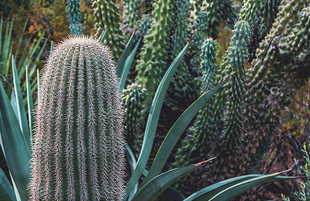 Beautiful Photograph - Cacti Varieties, Arizona by Abbie Warnock