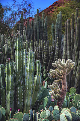 Beautiful Photograph - Cactus Garden, Arizona - Vertical by Abbie Warnock