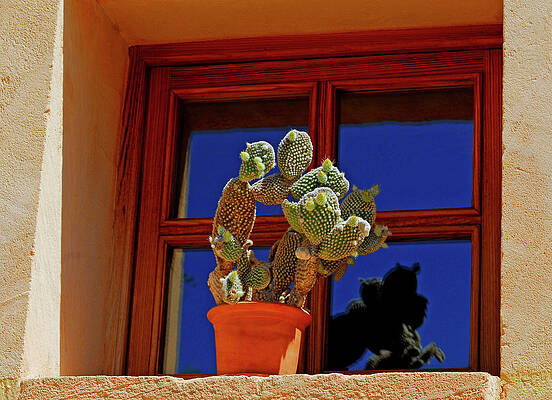 Summer Wall Art featuring the photograph Cactus by Severija Kirilovaite