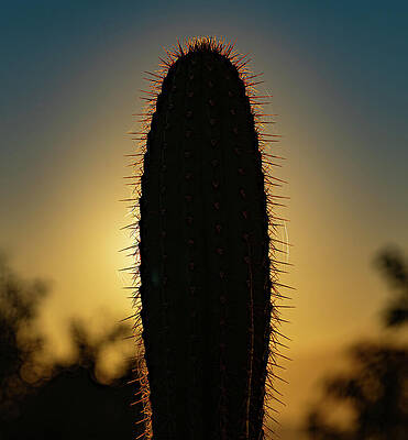 Sunrise Wall Art featuring the photograph Cactus Sunrise Baja Mexico by Tommy Farnsworth