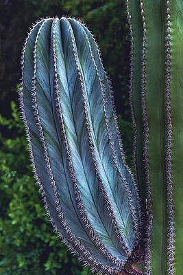 Beautiful Photograph - Cactus Swirls, Arizona - Vertical by Abbie Warnock