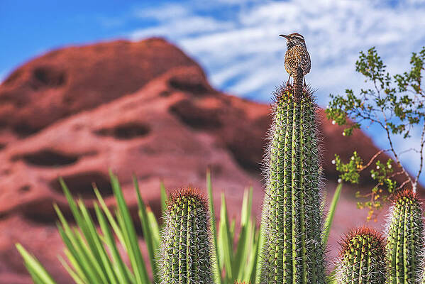 Beautiful Photograph - Cactus Wren 2, Papago Park, Arizona by Abbie Warnock
