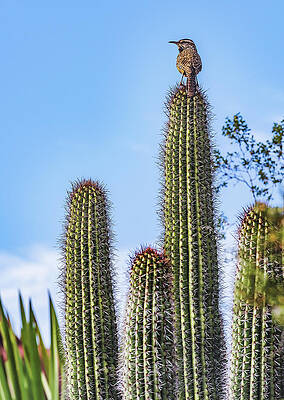 Beautiful Photograph - Cactus Wren, Arizona - Vertical by Abbie Warnock