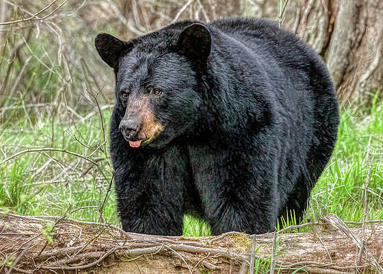 Wall Art featuring the photograph Cades Cove Bear by Marcy Wielfaert