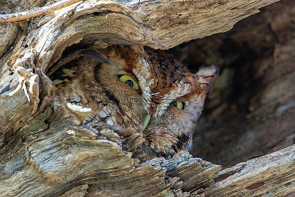 Tennessee Wall Art featuring the photograph Cades Cove Screech Owl by Douglas Wielfaert