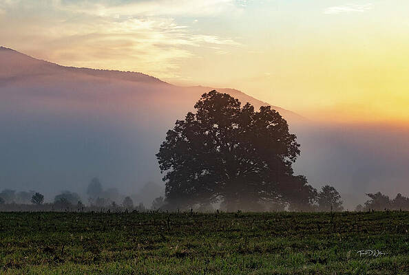 Sunrise Photograph - Cades Cove Sunrise At The Tree by Theresa D Williams Smoky Mountains