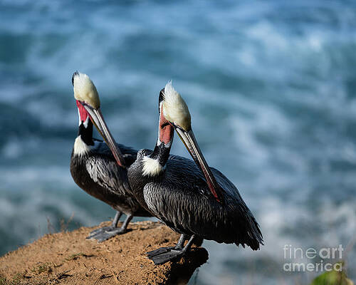 Wall Art featuring the photograph California Brown Pelicans by Abigail Diane Photography