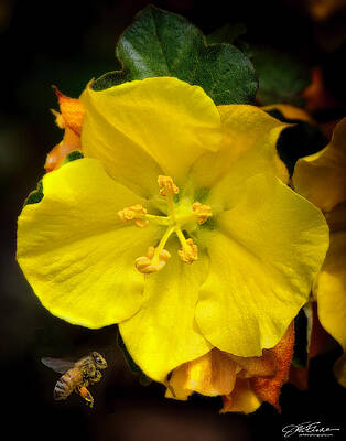 Vibrant Photograph - California Fremontia by Joe Fisher