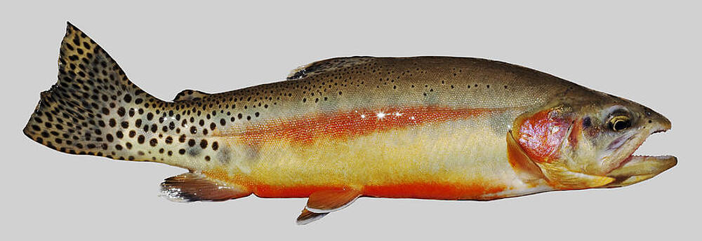 Photograph - California Golden by Kelley King