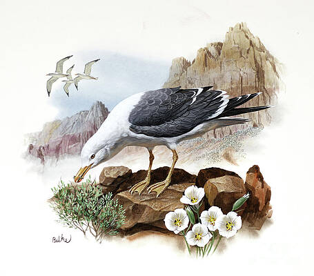 California Gull And Sego Lily Print