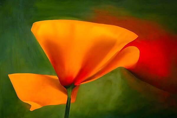 Orange Photograph - California Poppy by Ursula Abresch