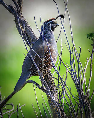 Wing Photograph - California Quail by Joe Fisher