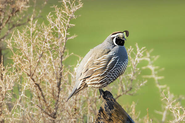 Rustic Wall Art featuring the photograph California Quail On Rustic Fencepost - Lassen County CA by Mike Lee