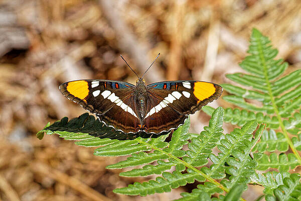 California Sister Butterfly - Sequoia, CA by KJ Swan
