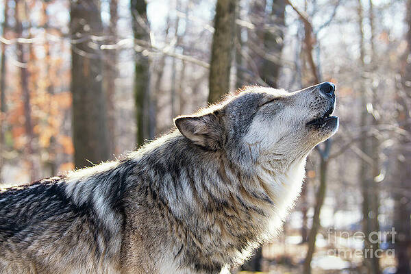 Wall Art featuring the photograph Call Of The Wild by Rehna George