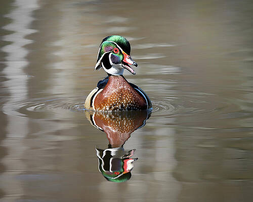 Beautiful Wall Art featuring the photograph Call Of The Woods by James Overesch