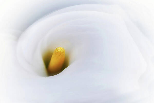 Nature Photograph - Calla 2 by Ursula Abresch