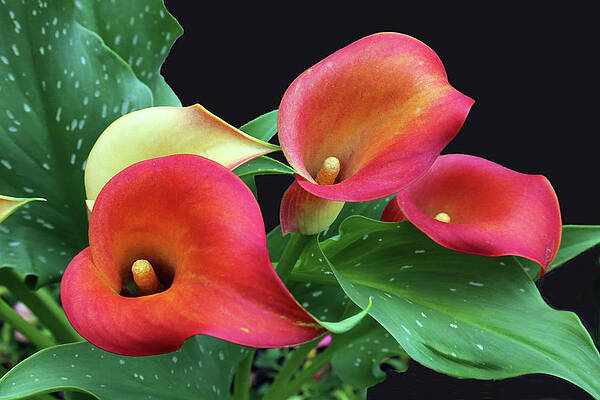 Spring Photograph - Calla Lily by Gina Fitzhugh