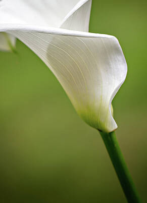 Wall Art featuring the photograph Calla by Mary Jo Allen