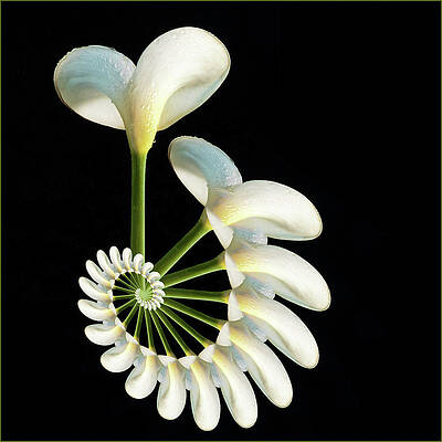 Beautiful Photograph - Calla Spiral by Jean Noren