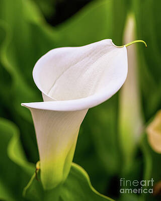 Garden Photograph - Callla Lilly by Abigail Diane Photography
