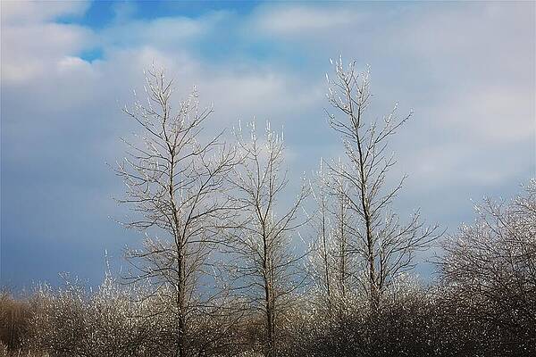 Frosty Winter Trees Under Cloudy Sky Wall Art