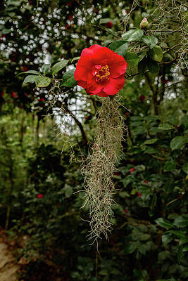 Wall Art featuring the photograph Camellia Blossom by Cindy Robinson