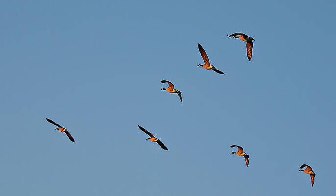 Flight of Migrating Birds Wall Art