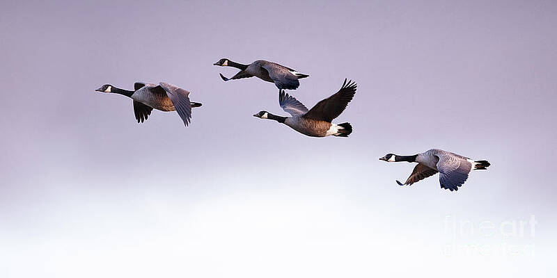 Bird Wall Art featuring the photograph Canada Geese In Flight by Rehna George