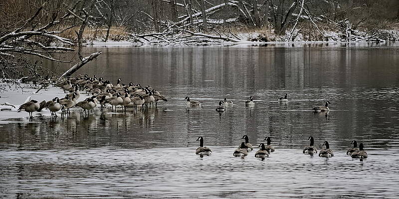 Wall Art featuring the photograph Canada Geese On Ice And Water Panorama by Dale Kauzlaric
