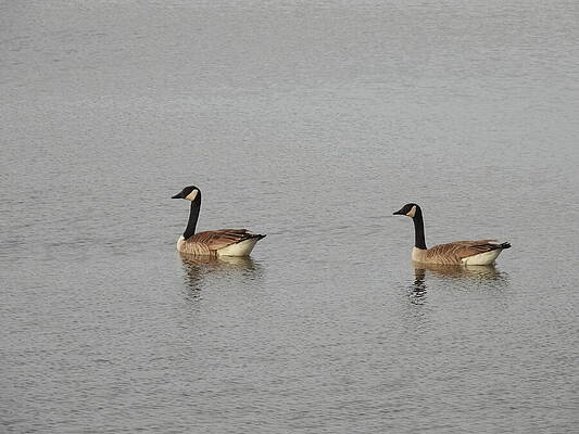 Serene Wall Art featuring the photograph Canada Geese Pair 2 by Amanda R Wright