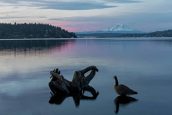 Canada Goose at Blue Hour with Mount Rainier by Carl Prothman