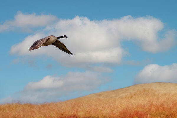 Wing Photograph - Canada Goose In Flight by Joe Fisher