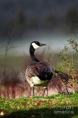Canada Goose in Natural Habitat Photograph