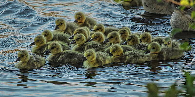 Spring Photograph - Canada Gosling Wedge by Dale Kauzlaric