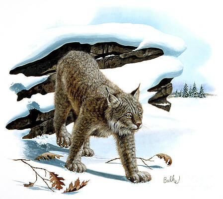 Tree Painting - Canada Lynx And Red Oak by Don Balke
