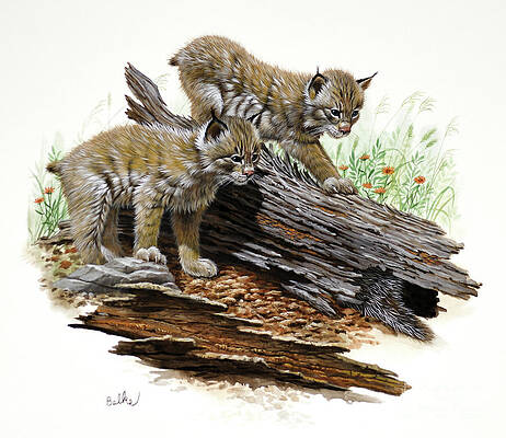 Tree Painting - Canada Lynx Kittens by Don Balke
