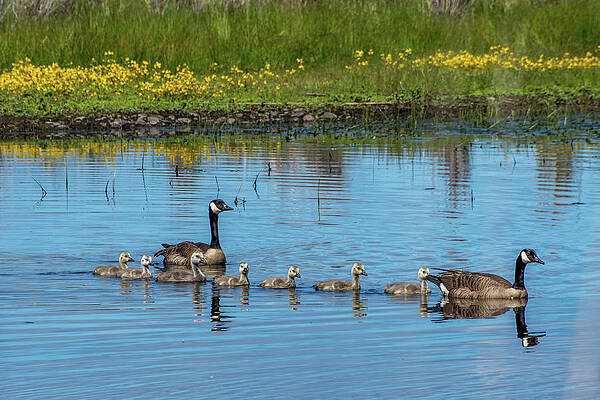 Oregon Photograph - Canadian Geese And Goslings by Diane Moller