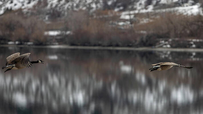 Wall Art featuring the photograph Canadian Geese On Landing Approach by Michael DeGrenier