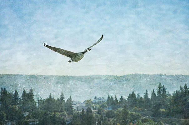 Wall Art featuring the photograph Canadian Goose Above Salmon Arm by Mary Lee Dereske