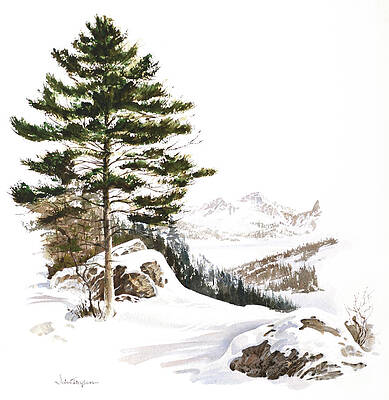 Tree Painting - Canadian White Pine Tree In Winter by John Tayson