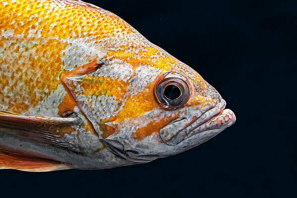 Marine Wall Art featuring the photograph Canary Rockfish - Saved From Extinction by KJ Swan